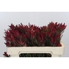 Leucadendron Blush Spray