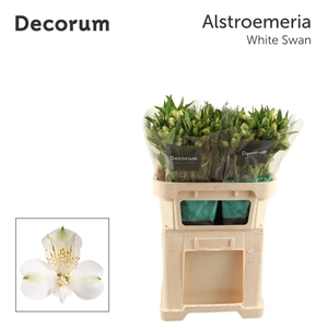 Alstroemeria White Swan