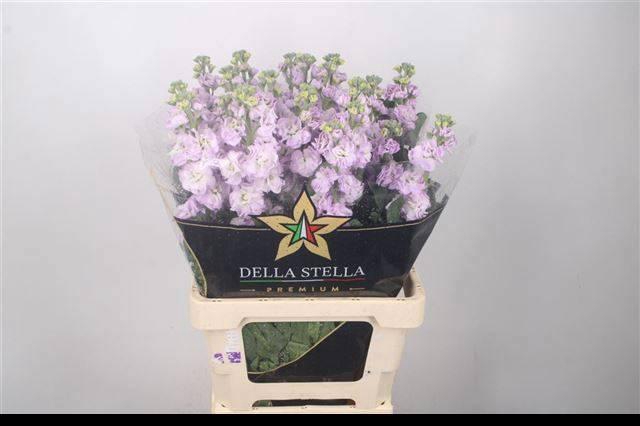 <h4>MATTH IRON MARINE</h4>