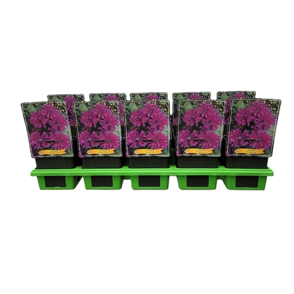 <h4>Monarda 'Purple Lace' P11</h4>