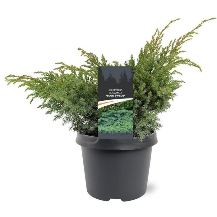 <h4>Juniperus squamata Blue Swede</h4>