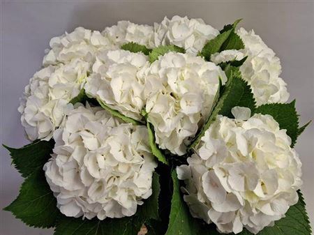 <h4>Hydr M Ch White Verena</h4>