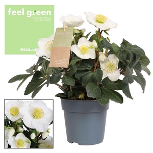 Helleborus n. Christmas Carol 12cm (L) Feel Green Decorum nature