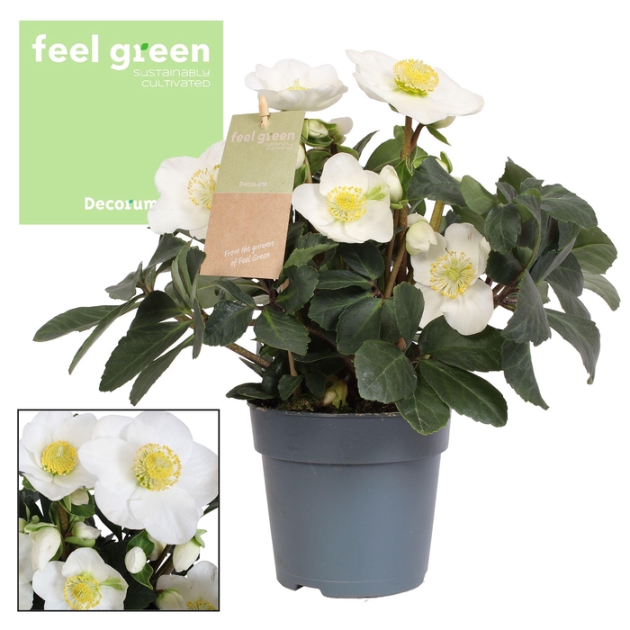 <h4>Helleborus n. Christmas Carol 9cm XL Feel Green Decorum, nature</h4>