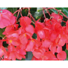 Begonia overig mixkar