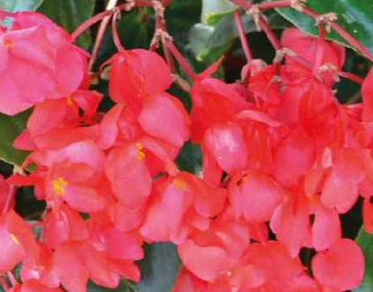Begonia overig mixkar