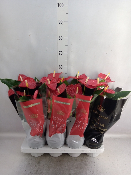 <h4>Anthurium andr. 'Michigan'</h4>