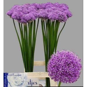 ALLIUM GLADIATOR