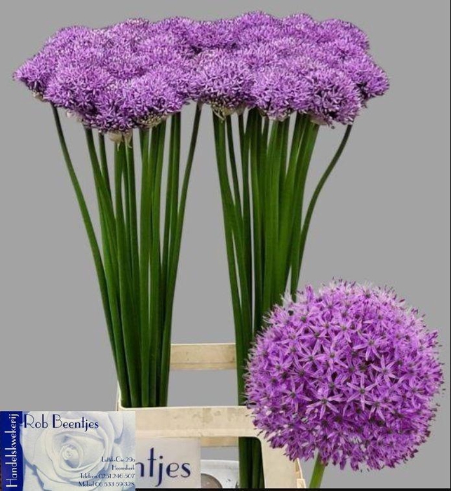 <h4>ALLIUM GLADIATOR</h4>
