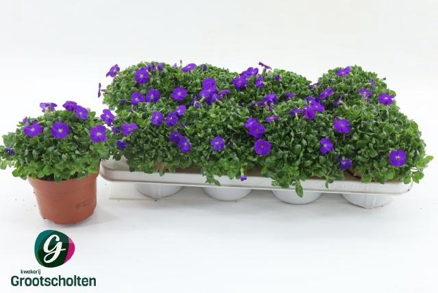 <h4>AUBR GRACILIS KITTE</h4>