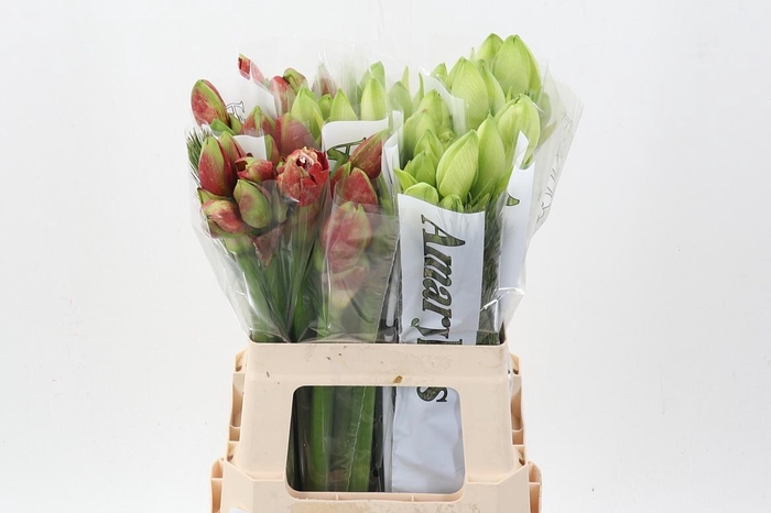 <h4>Hipp Gem X30</h4>