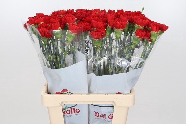 <h4>DI ST GENNARO</h4>