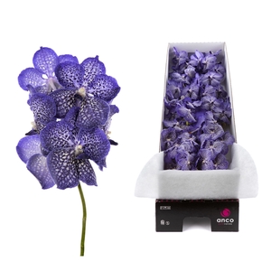 Vanda 8 tak Sapphire