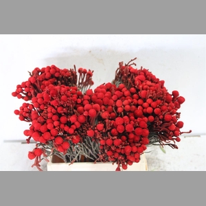 Kaaps Brunia La Red (painted)