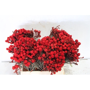 Kaaps Brunia La Red (painted)