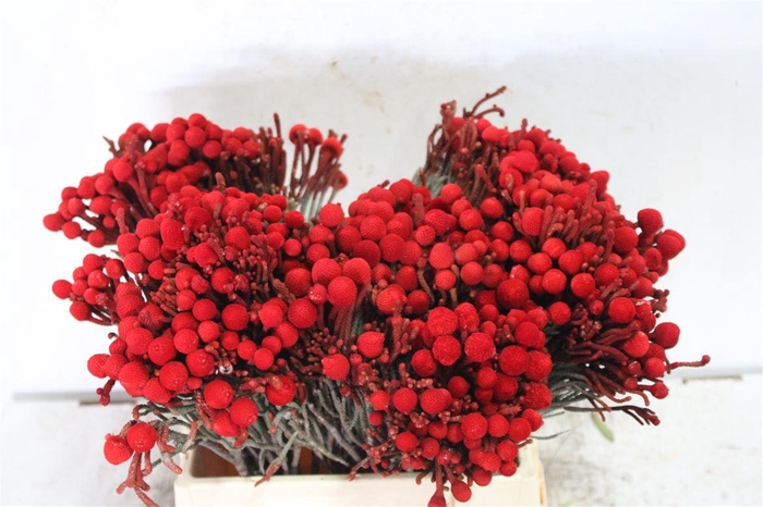 <h4>Kaaps Brunia La Red (painted)</h4>