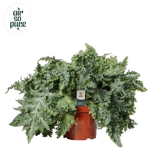 Phlebodium aureum Davana