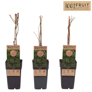 Actinidia arguta Weikii P15