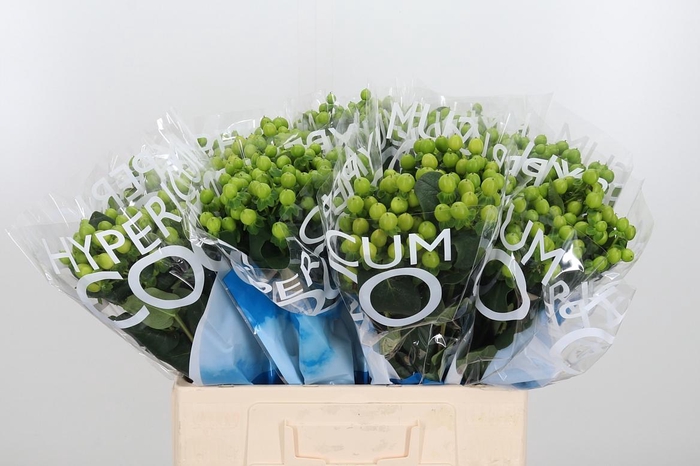 <h4>Hyp Coco Bamboo</h4>