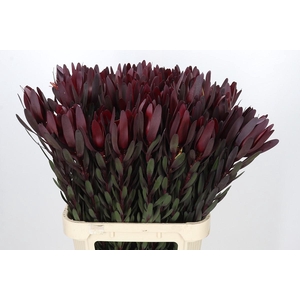 Leucadendron Saf Sunset Dark R.
