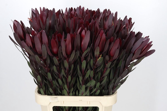 <h4>Leucadendron Saf Sunset Dark R.</h4>