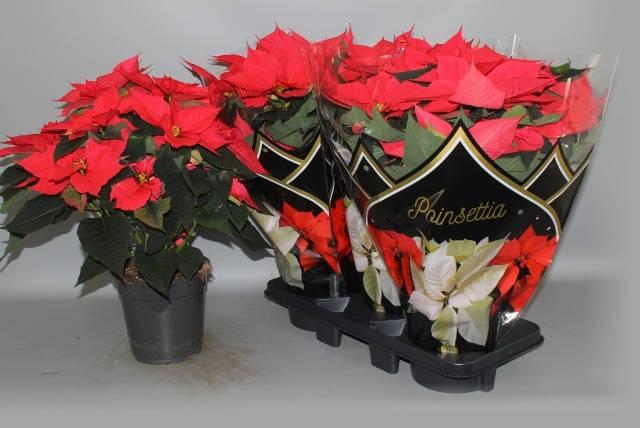 <h4>EUPHOR P CHR F RED</h4>