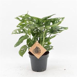 Monstera Monkey Leaf