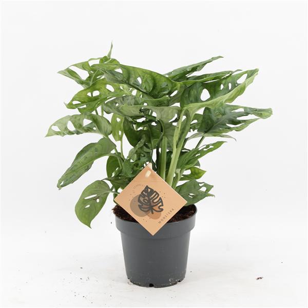 <h4>Monstera Monkey Leaf</h4>