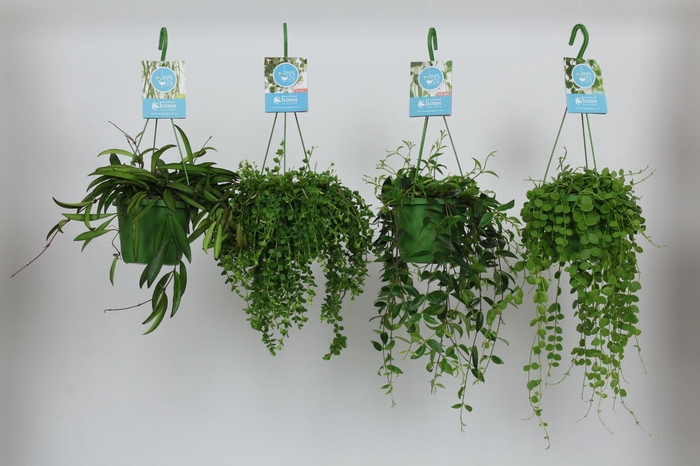 <h4>HangonGreen Hangplanten Gemengd 14 cm</h4>