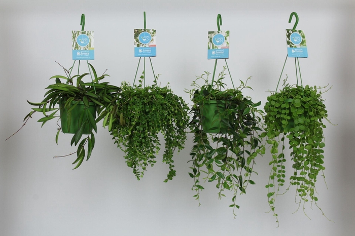 <h4>HangonGreen Hangplanten Gemengd 14 cm</h4>