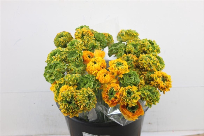 <h4>Ran Pon Pon Merlino</h4>