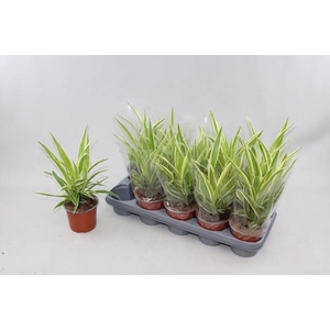 Chlorophytum comosum