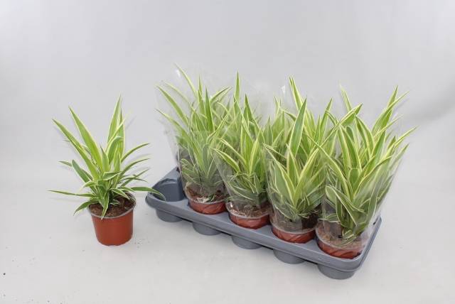<h4>Chlorophytum comosum</h4>