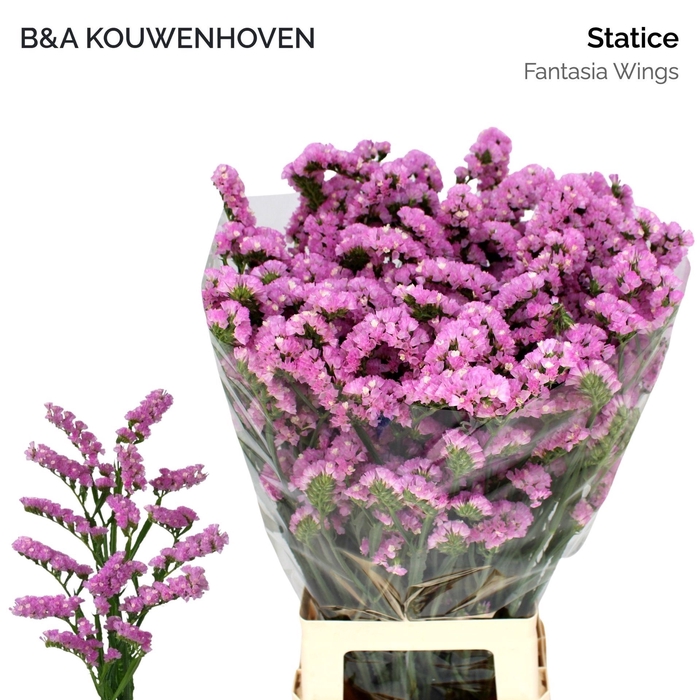 <h4>Statice Fantasia Wings</h4>
