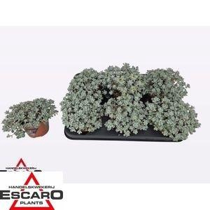 <h4>SEDUM SP CAPE BLANCO</h4>