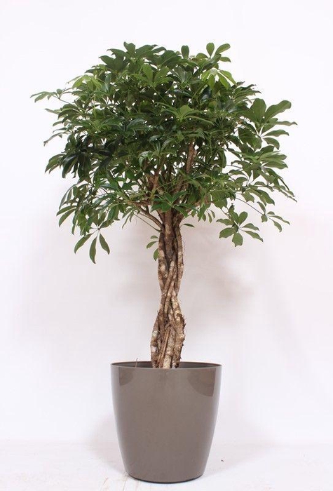<h4>Schefflera arboricola Compacta in San Remo "taupe"</h4>