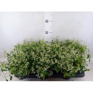 Euphorbia  'Loreen Compact White'