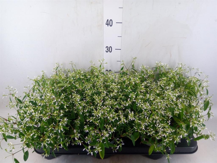 <h4>Euphorbia  'Loreen Compact White'</h4>