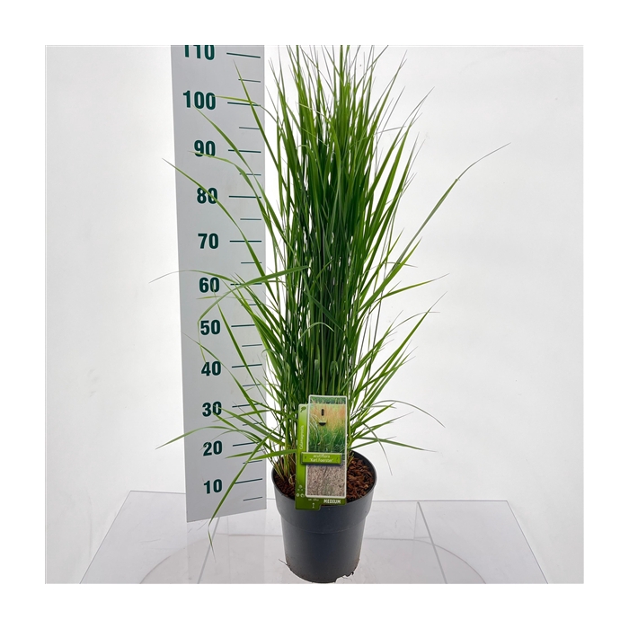 <h4>Calamagrostis acutiflora 'Karl Foerster'</h4>