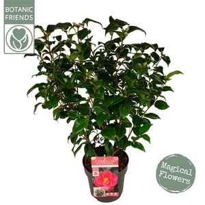 Camellia jap. 'Mary Williams' Premium