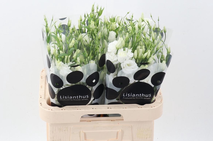 <h4>Eus G Rosi White</h4>