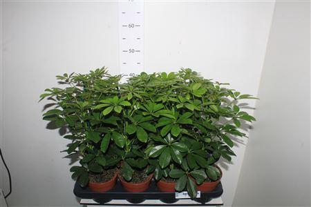 <h4>Schef Ar Nora</h4>