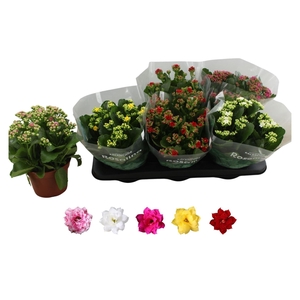 Kalanchoe gevuld Rosalina gemengd 5klr.