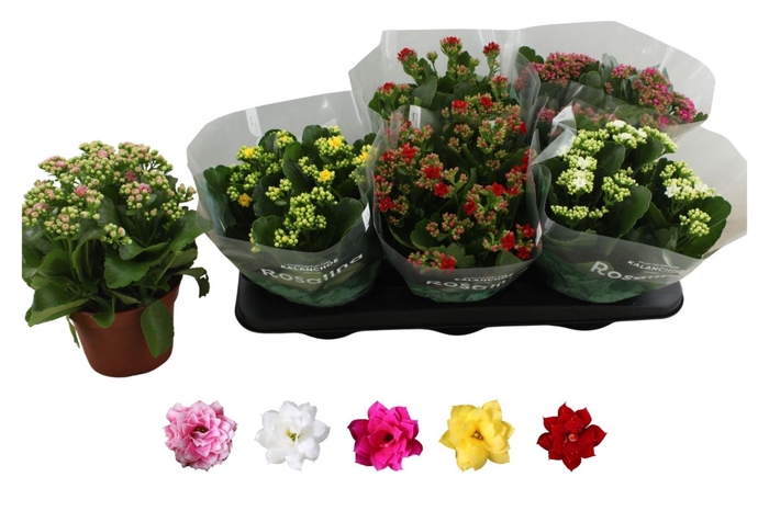 <h4>Kalanchoe gevuld Rosalina gemengd 5klr.</h4>