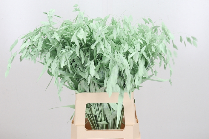 <h4>Chasmantium Kl Bh Mint Groen</h4>