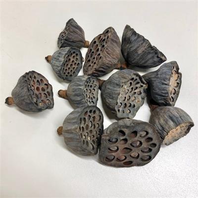 <h4>DROOG LOTUSKOP DROOG X150</h4>
