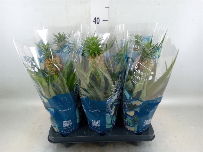 <h4>Ananas  'Mi Amigo'</h4>