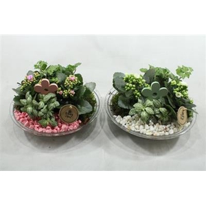 1504 GLAS 28 RO/WIT