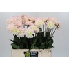 Dahlia Silver Years