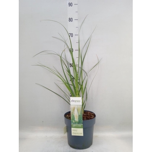 Cortaderia sell.